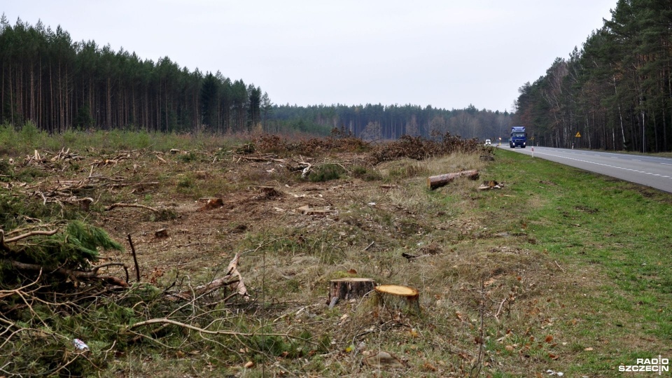 Drzewa wycięte przy drodze krajowej nr 3. Fot. Marek Borowiec [Radio Szczecin]