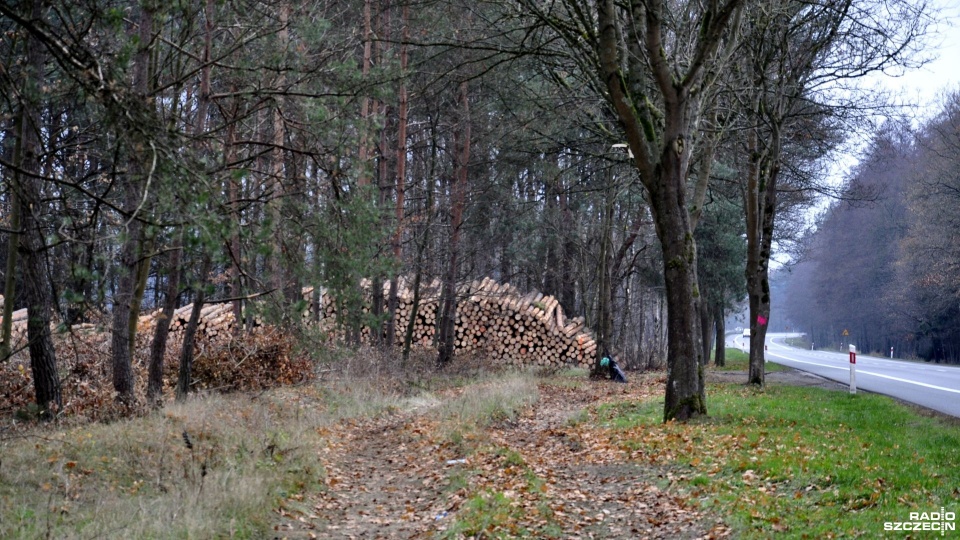 Drzewa wycięte przy drodze krajowej nr 3. Fot. Marek Borowiec [Radio Szczecin]