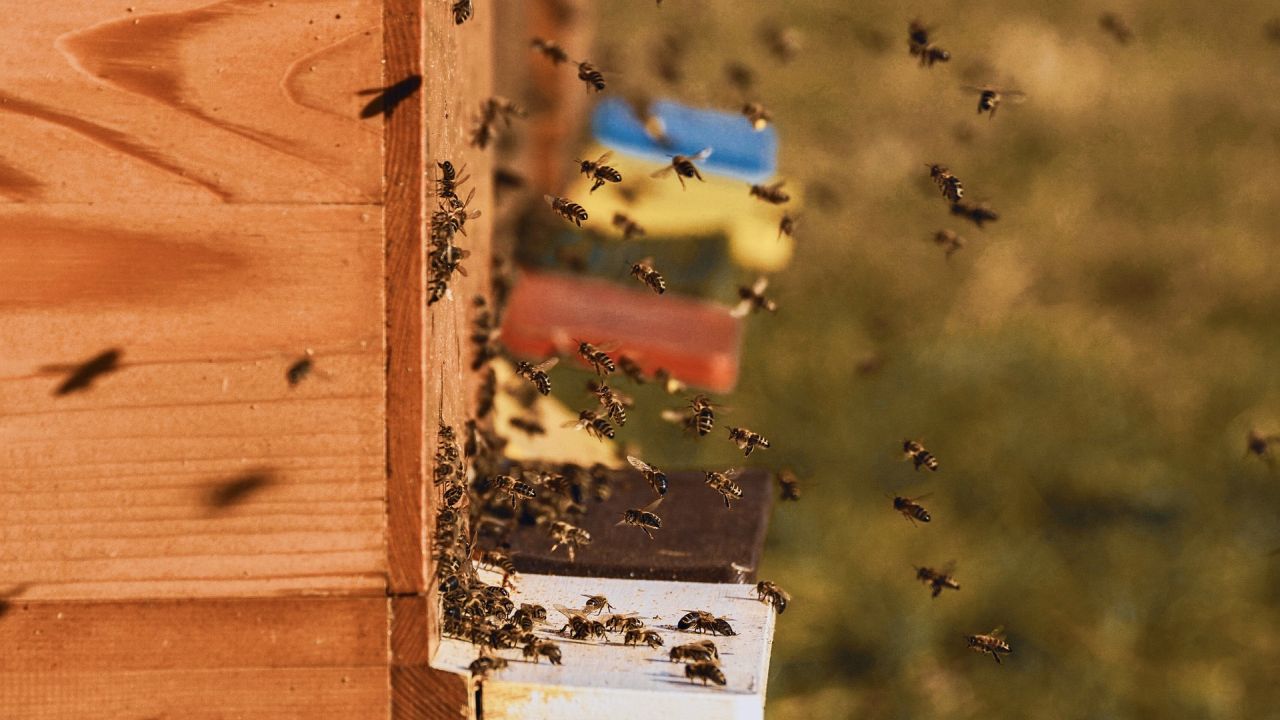 RSnW: jaki rok dla pszczelarzy Na razie ciężko powiedzieć...