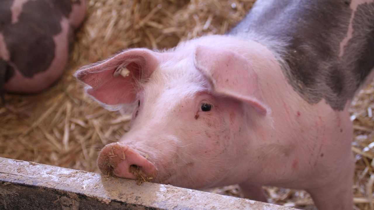 W Szczecinku zakończył się proces dotyczący uśmiercania świń na fermie w Przybkowie.