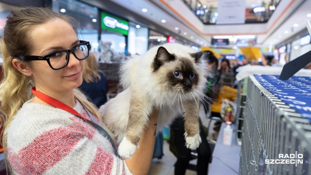 6. edycja Dnia Kota w Galerii Kaskada. Fot. Robert Stachnik [Radio Szczecin] Szczecińskie święto miłośników mruczących czworonogów [ZDJĘCIA]