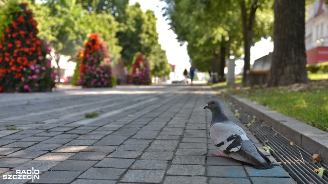 Fot. Łukasz Szełemej [Radio Szczecin] Szczecin zalany słońcem [UPAŁ W OBIEKTYWACH NASZYCH FOTOREPORTERÓW]