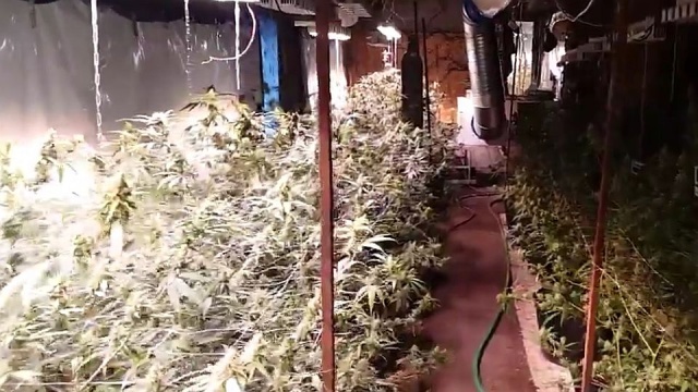 Nielegalną plantację marihuany pod Świdwinem zlikwidowali kryminalni. Jak informuje policja, znalezione narkotyki są warte na czarnym rynku ponad milion złotych.