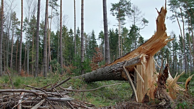 W Belgii trwa usuwanie skutków silnych wiatrów, których prędkość w niedzielę przekraczała miejscami 120 kmh. Bilans to jedna ofiara śmiertelna, duże szkody materialne i kilkaset interwencji strażaków i ratowników.