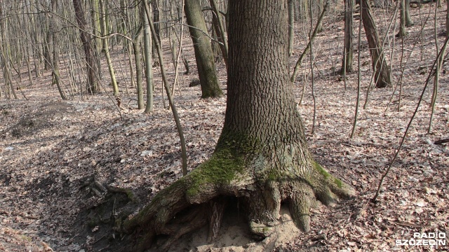 Walkę o drzewa przy węźle Głębokie zapowiada szczeciński radny.