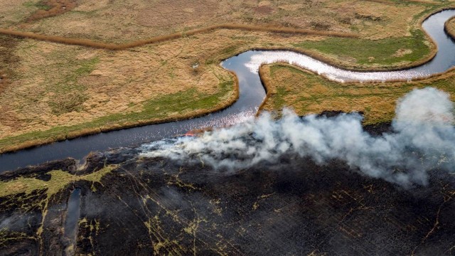 Pożar w rejonie Mrzeżyna. Objął kilkanaście hektarów trzcinowisk [ZDJĘCIA]