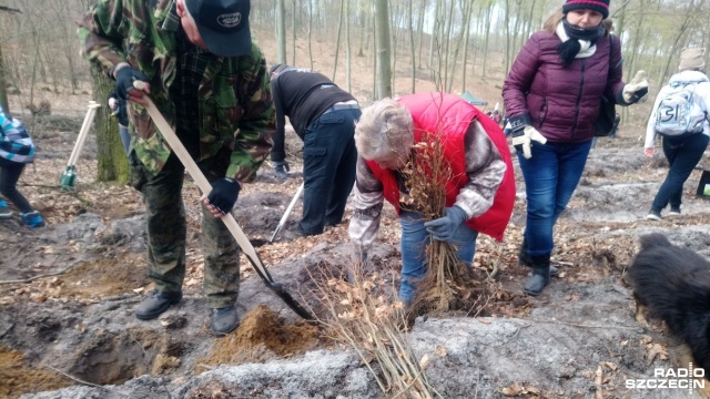 Kilkuset wolontariuszy bierze udział w akcji sadzenia drzew na terenie Puszczy Bukowej, Wkrzańskiej i Goleniowskiej. Mieszkańcy województwa zasadzą ponad 5 tys. drzewek.