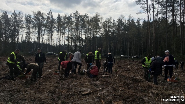 Blisko 10 tysięcy drzew posadzono w sobotę w Puszczy Wkrzańskiej. Na północ od Szczecina leśnicy w towarzystwie mieszkańców między innymi Tanowa, Polic i Nowego Warpna sadzili świerki, buki i dęby.