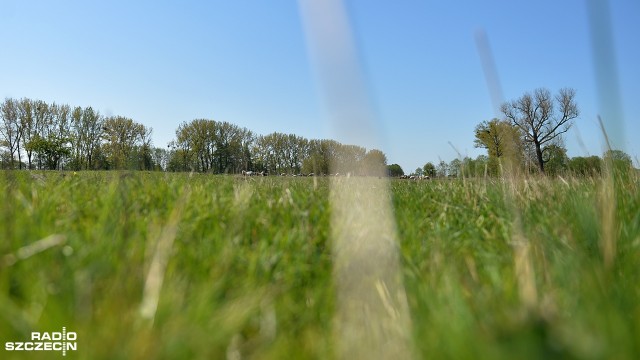 11 ciężko pokaleczonych i 4 zagryzione - to statystyka po ataku drapieżnika na jedno z pastwisk owiec, w gospodarstwie rolnym, w gminie Banie koło Szczecina. Myśliwi uważają, że to wilki.