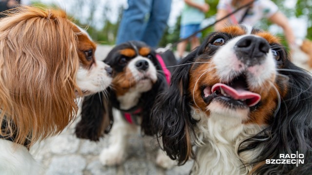Te zwierzęta były bardzo popularne w Anglii w kręgach arystokracji. To spaniele nazywane cavalierami. W niedzielę przed szczecińskim Pomnikiem Czynu Polaków spotkali się właściciele czworonogów tej rasy, oczywiście ze swoimi pupilami.