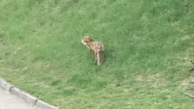 Na niezabudowanej i ogrodzonej działce u zbiegu ul. Panieńskiej i Środowej w Szczecinie można zobaczyć kilka bawiących się albo odpoczywających lisów.