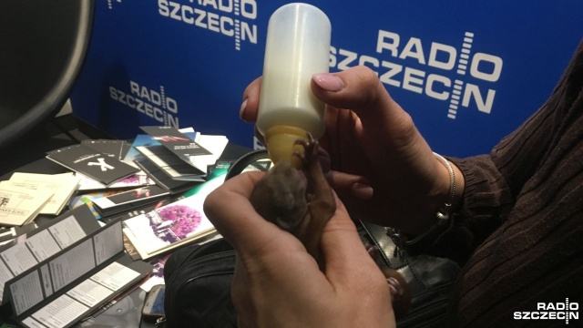 Nie zabierajmy młodych zwierząt z lasu - apelowali goście audycji Radio Szczecin na Wieczór. Jeżeli dane stworzenie wygląda na zdrowe i nic mu nie dolega powinno się je zostawić na swoim miejscu.