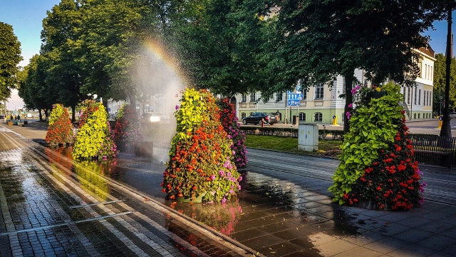 Ponad 50 wież kwiatowych obsadzonych pelargoniami, wilcami czy begoniami ustawiono w Szczecinie między innymi na placu Lotników, w Alei Kwiatowej, al. Bohaterów Warszawy czy przy skrzyżowaniu ulic Obotryckiej i Przyjaciół Żołnierza.