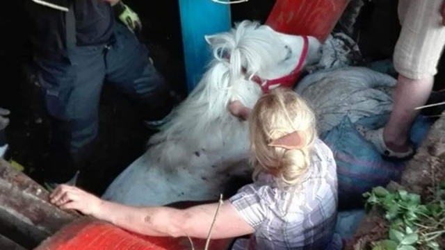Były ściągane z drzew koty, potem ratowali nad morzem fokę, teraz przyszli na ratunek... koniowi. Strażacy, uratowali w Śmierdnicy zwierzę, które wpadło w tarapaty - i to dosłownie. A dokładnie: był to 2-metrowy dół.