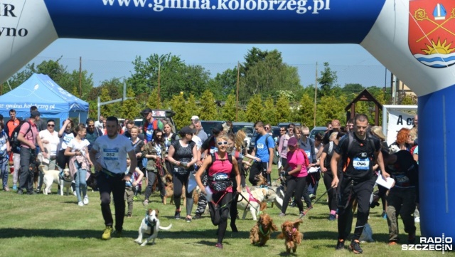 120 osób i ponad 70 czworonogów bierze udział w Kołobrzeskim Dogtrekkingu. Zawody dla miłośników aktywnego wypoczynku w towarzystwie psów wystartowały o godzinie 11 w podkołobrzeskim Kądzielnie.
