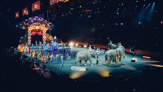 RSnW: Podzielone głosy w sprawie cyrków z... hologramowymi zwierzętami