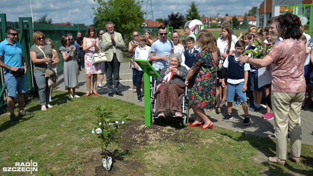 Biała Magnolia dla wileńskiej łączniczki Armii Krajowej. Major Danuta Szyksznian-Ossowska ps. Sarenka ma swoje drzewko pamięci w Szkole Podstawowej nr 7 na szczecińskim Warszewie.