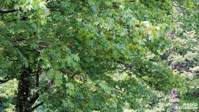 40 milionów drzew posadzono już w tym roku na terenach zarządzanych przez Regionalną Dyrekcją Lasów Państwowych w Szczecinie.