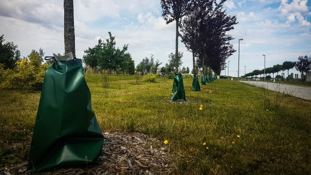 Worki do kropelkowego podlewania drzew pojawiły się w Szczecinie.