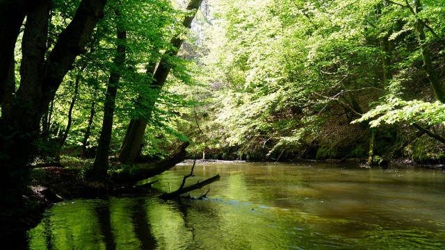 Mieszkaniec Strzelinka w województwie pomorskim znalazł około 300 monet z okresu od VII do IX wieku. Wstępnie ustalono, że są to monety arabskie i perskie.