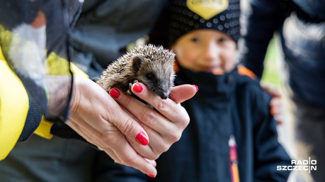 O poranku w pobliżu kąpieliska odbył się Bieg Jeża - Parkrun Szczecin. Oczywiście z udziałem małych, kolczastych zwierzaków. Była to 6. edycja imprezy.