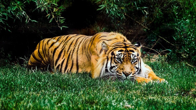 Dwa spośród dziewięciu tygrysów, które utknęły na polsko-białoruskim przejściu granicznym trafiły do ZOO w Sieroczynie koło Człuchowa.