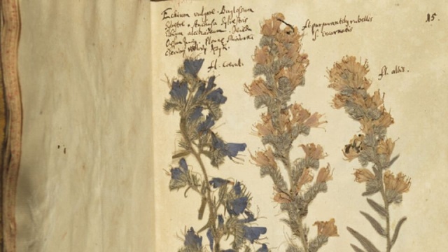 Trzy pomorskie uczelnie: Uniwersytet Szczeciński, Akademia Pomorska w Słupsku i Uniwersytet Gdański stworzą wirtualne Herbarium.