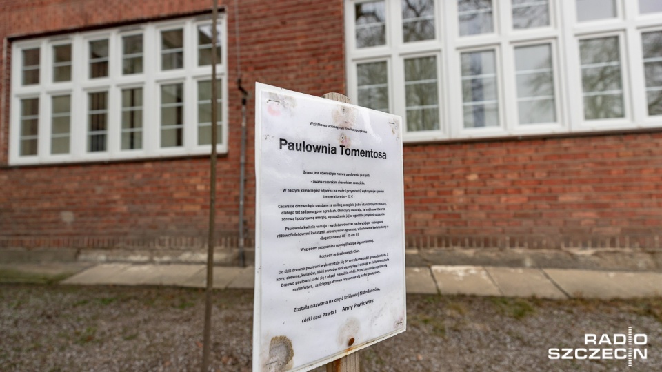 W ubiegłym roku posadzono w sumie 3 tysiące drzew, w tym około 400 drzewek orientalnych, m.in. paulownię cesarską czy budleję Davida. Fot. Robert Stachnik [Radio Szczecin]