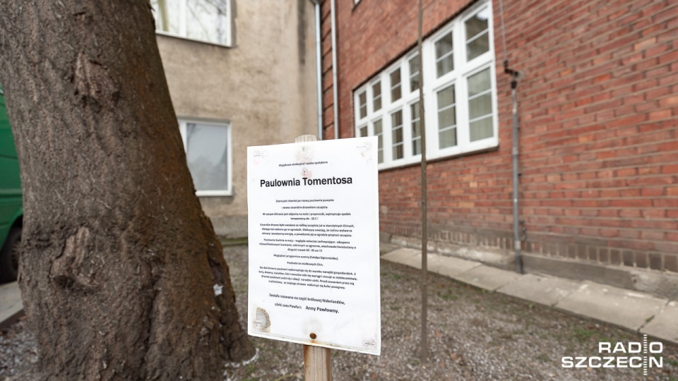 W ubiegłym roku posadzono w sumie 3 tysiące drzew, w tym około 400 drzewek orientalnych, m.in. paulownię cesarską czy budleję Davida. Fot. Robert Stachnik [Radio Szczecin]