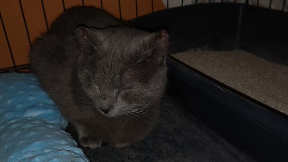 źródło: https://www.facebook.com/pg/Fundacja-Animals-Przysta%C5%84-%C5%9Awinouj%C5%9Bcie-1651402565102583/photos/