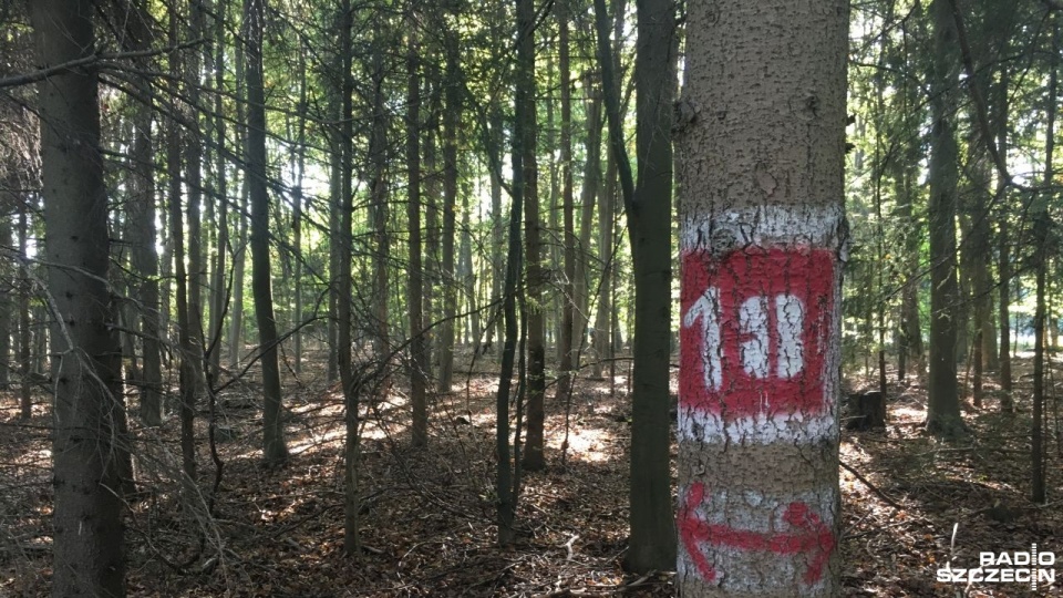 Rozpocznie się tu wycinka drzew pod planowaną przebudowę drogi powiatowej łączącej Police z północnymi dzielnicami Szczecina. Fot. Jacek Rujna [Radio Szczecin]