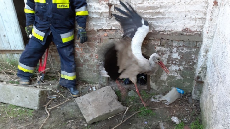 Strażacy z OSP w Przelewicach uratowali ptaka, który wpadł do komina w budynku byłej gorzelni. źródło: https://112pyrzyce.blogspot.com/2019/04/nie-tylko-gasza-pozary-ratuja-tez.html