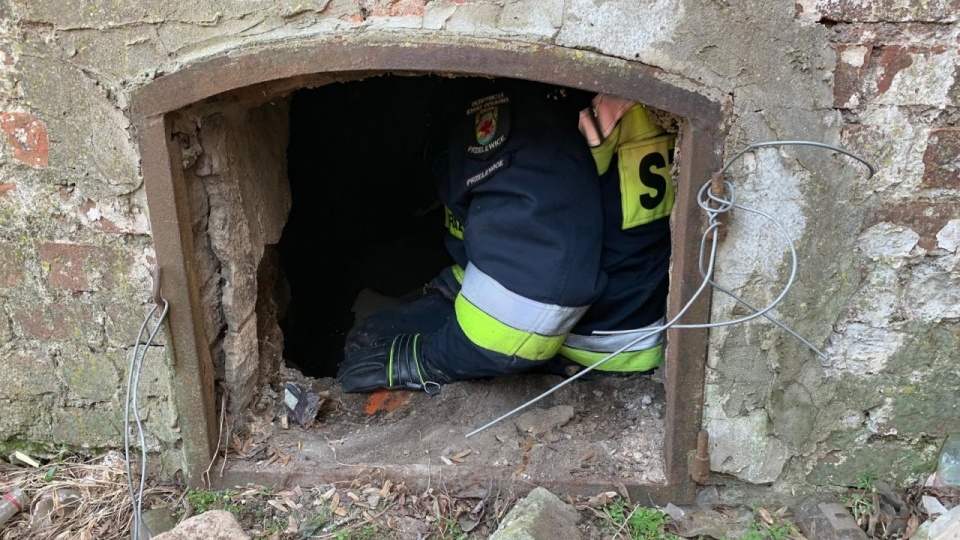Strażacy z OSP w Przelewicach uratowali ptaka, który wpadł do komina w budynku byłej gorzelni. źródło: https://112pyrzyce.blogspot.com/2019/04/nie-tylko-gasza-pozary-ratuja-tez.html