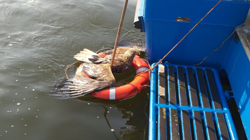 Załoga zauważyła wpadającego do wody ptaka i wyciągnęła go na pokład. Fot. Urząd Morski w Szczecinie