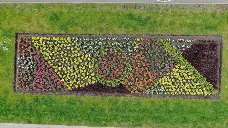 Pelargonie, begonie niecierpki czy aksamitki zdobią szczecińskie skwery. W sumie to prawie 30 tys. sadzonek. źródło: ZUK