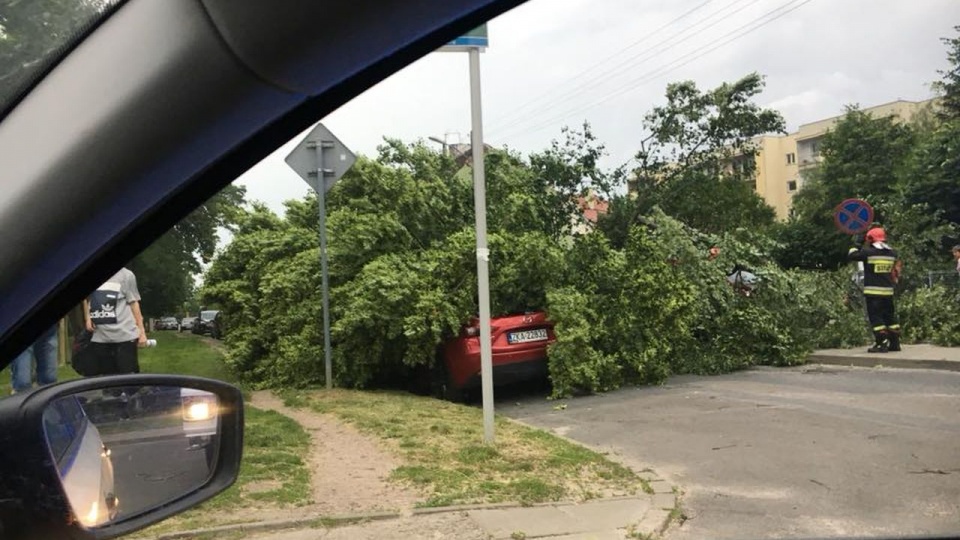 Powalone drzewo na ul. Budziszyńskiej w Szczecinie. Fot. Facebook Grupa Suszą! Szczecin