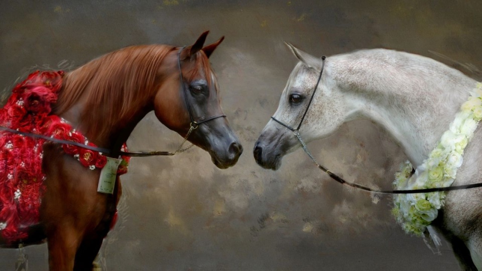 Konie czystej krwi arabskiej. źródło: https://pixabay.com/pl/photos/mistrzowie-koni-arabskich-konie-3284817.