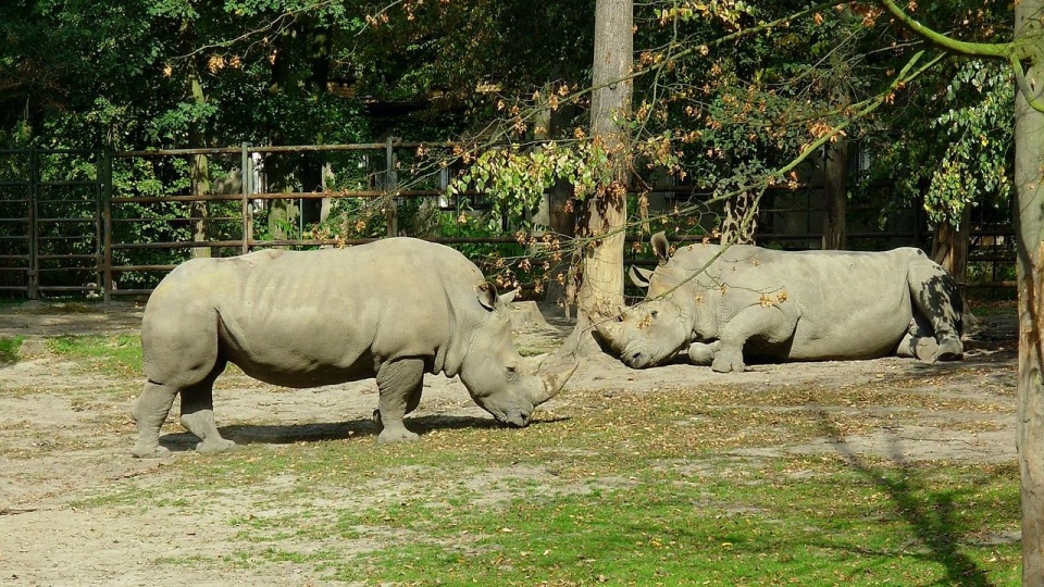 Nosorożce białe w Nowym Zoo w Poznaniu. źródło: https://pl.wikipedia.org/wiki/Nosoro%C5%BCec_bia%C5%82y
