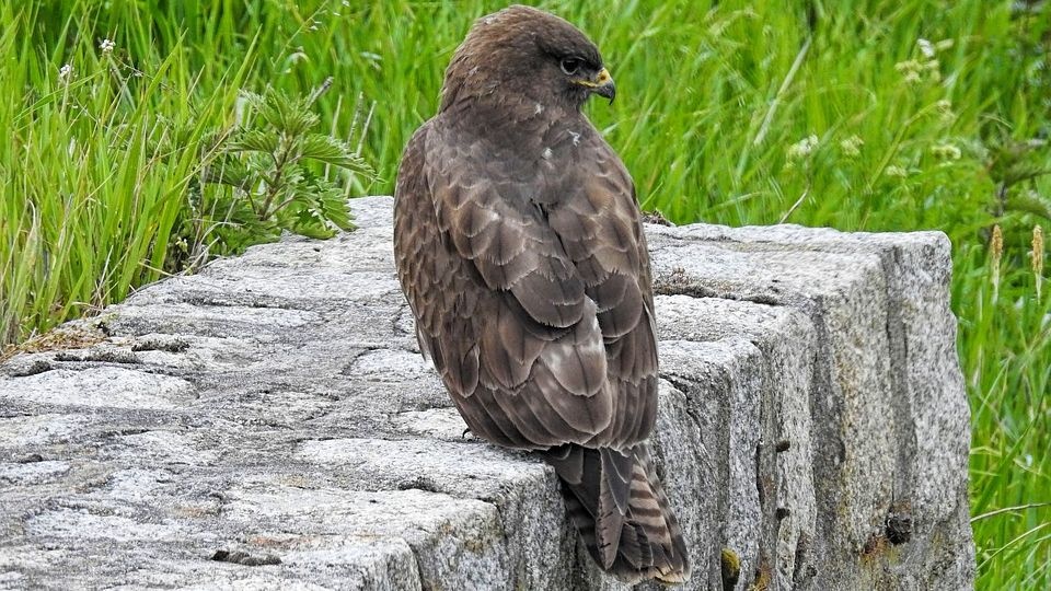 W pułapkę wpadł między innymi przedstawiciel gatunku objętego ścisłą ochroną - błotniak stawowy. źródło: https://pixabay.com/pl/4187026/hansbenn/(CC0 domena publiczna)