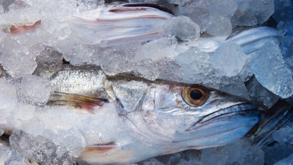 Ryba może zostać zutylizowana, trafić na licytację lub wrócić do właściciela. źródło: pixabay.com/pl/photos/morszczuk-ryby-%C5%9Bwie%C5%BCe-ryby-maira-1106698.