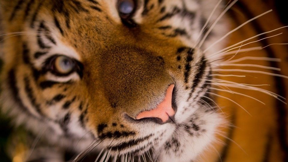 Pięć tygrysów uratowanych z transportu do rosyjskiego Dagestanu opuściło już poznański ogród zoologiczny. źródło: https://pixabay.com/pl/498543/Skitterphoto/(CC0 domena publiczna)