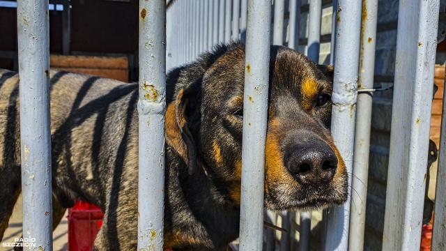 Chętni do adoptowania psa czy kota mogą po wcześniejszym kontakcie telefonicznym przyjechać do Kiczarowa. Fot. Wojciech Ochrymiuk [Radio Szczecin] Schronisko w Kiczarowie: do serca przytul psa, weź na kolana kota... [WIDEO, ZDJĘCIA]