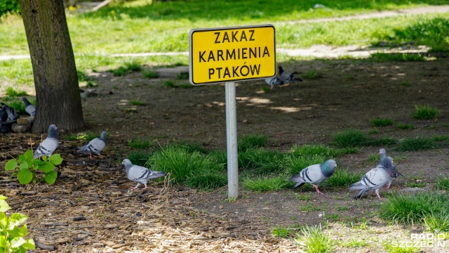 Fot. Robert Stachnik [Radio Szczecin] 3.05.2020 Stan epidemiczny. Dzień pięćdziesiąty - Szczecin. Ulica ks. Kardynała Stefana Wyszyńskiego. [WIDEO, DUŻO ZDJĘĆ]