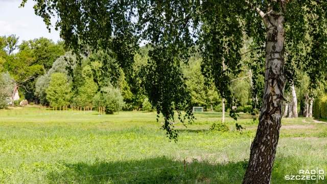 Zamiast dyskusyjnego niekoszenia traw Chojna chce postawić na kwietne łąki z prawdziwego zdarzenia. Fot. Robert Stachnik [Radio Szczecin] A w Chojnie kwietne, miododajne łąki... [ZDJĘCIA]