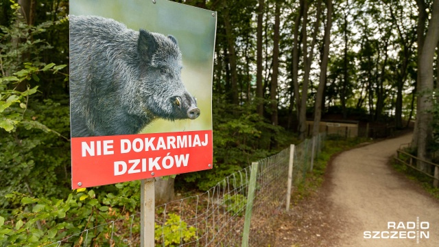 Fot. Robert Stachnik [Radio Szczecin] Natarczywe dziki w Międzyzdrojach. Miasto przeciwdziała [ZDJĘCIA]