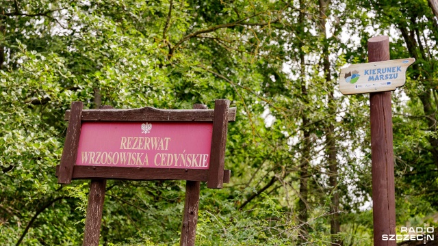 Fot. Robert Stachnik [Radio Szczecin] Turyści niszczą Wrzosowiska Cedyńskie [DUŻO ZDJĘĆ]