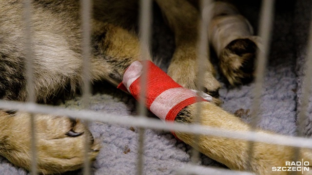 Fot. Robert Stachnik [Radio Szczecin] Wilk pacjentem przychodni weterynaryjnej w Szczecinie [ZDJĘCIA]