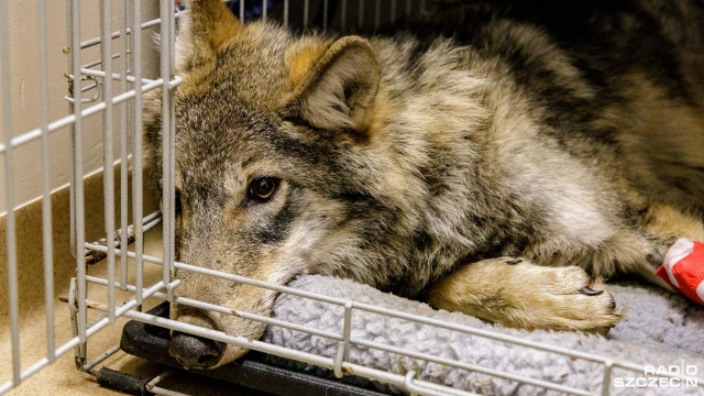 Fot. Robert Stachnik [Radio Szczecin] Wilk pacjentem przychodni weterynaryjnej w Szczecinie [ZDJĘCIA]