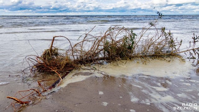 Fot. Robert Stachnik [Radio Szczecin] Na morzu sztormy, a na plaży bursztyny. Ruszył sezon dla zbieraczy [ZDJĘCIA]