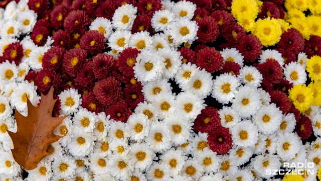 Mieszkańcy Szczecina i regionu wydają na kwiaty i znicze nawet po kilkaset złotych. Fot. Robert Stachnik [Radio Szczecin] "Chryzantemy, wiadomo: obowiązkowo" [ZDJĘCIA]